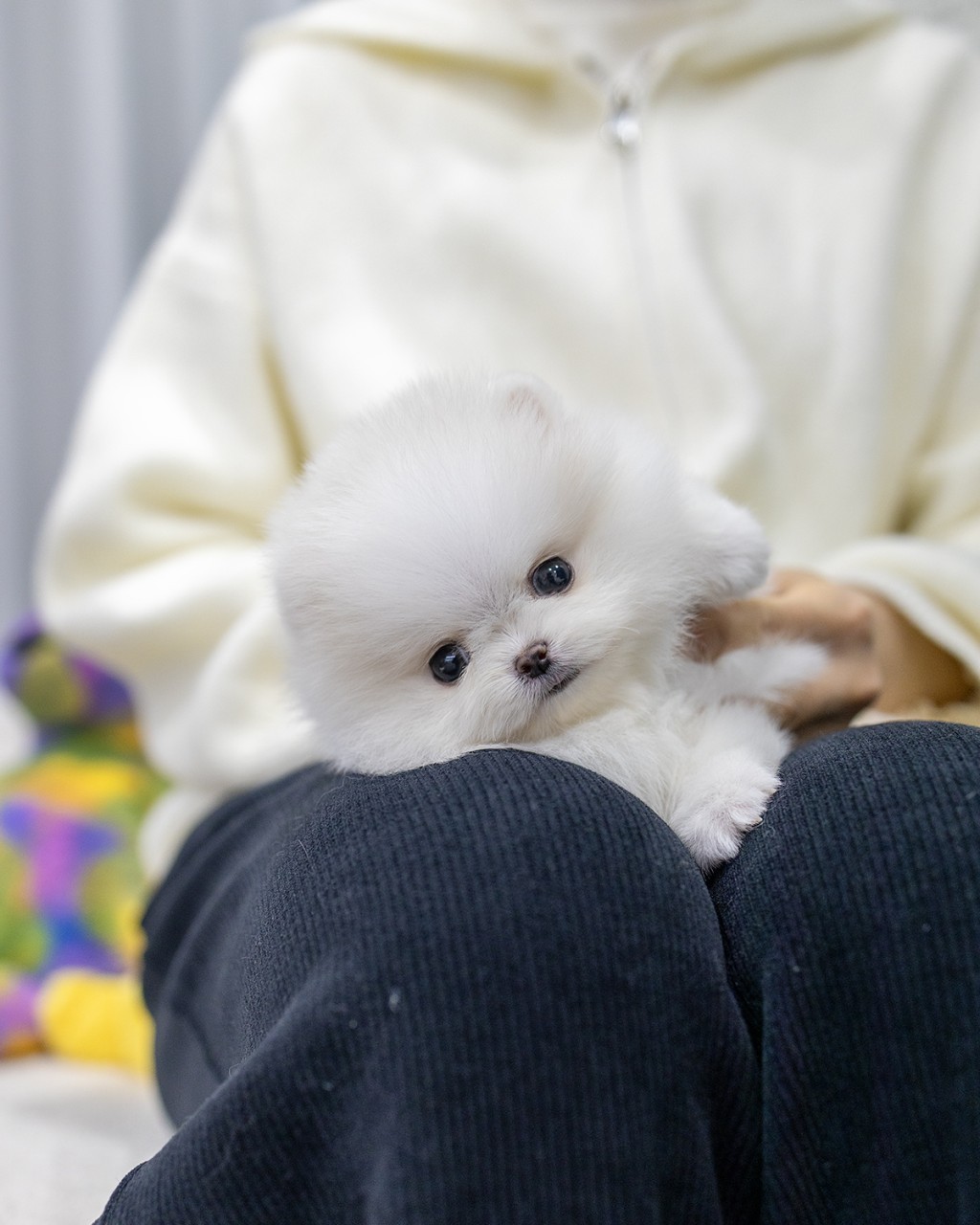 파주 애견분양 포메 여아 입양 대기 중인 새하얀 아기 강아지 근접 촬영