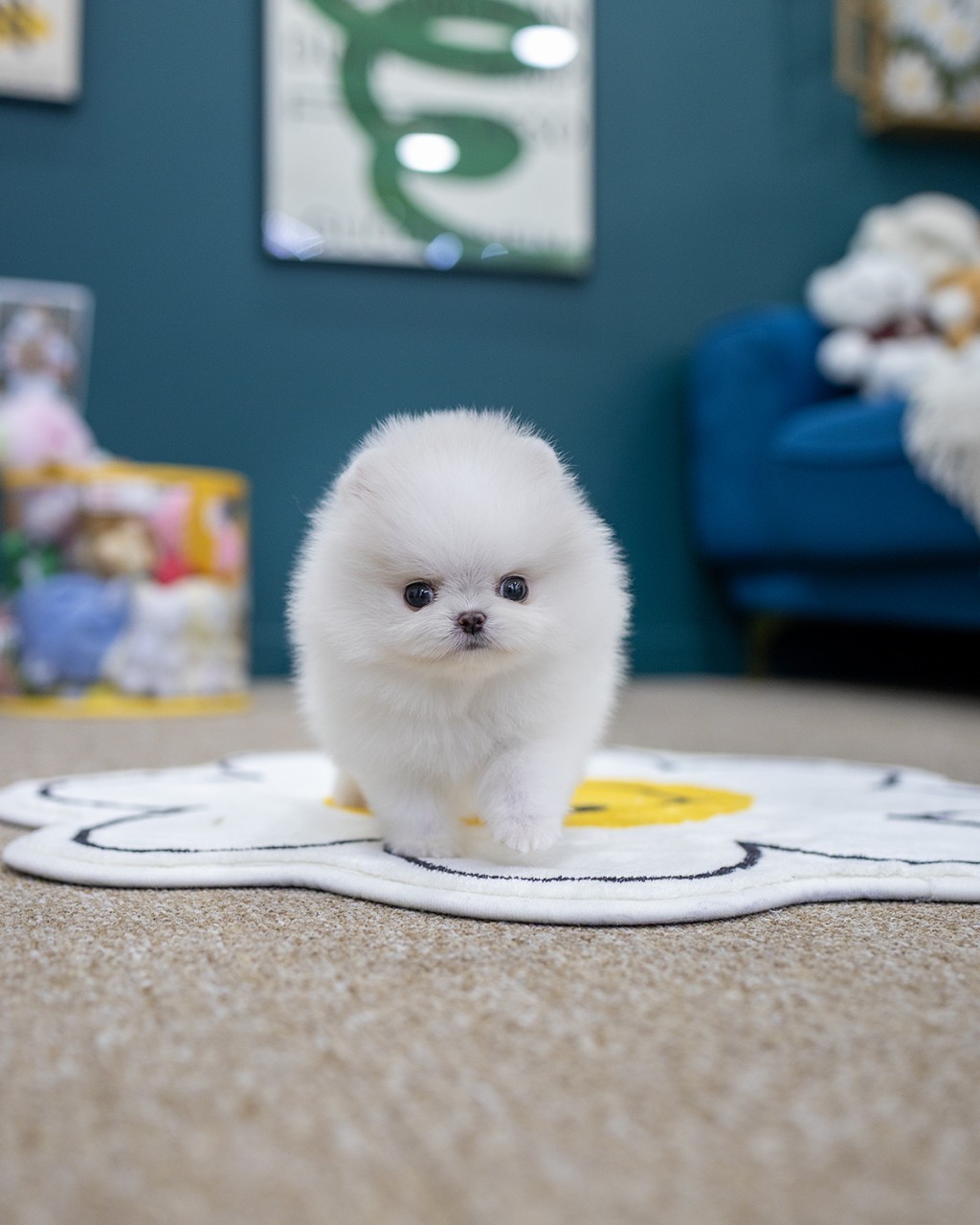 파주 포메라니안 분양 화이트 여아 아기강아지 실내 촬영 사진 - 멍앤픽