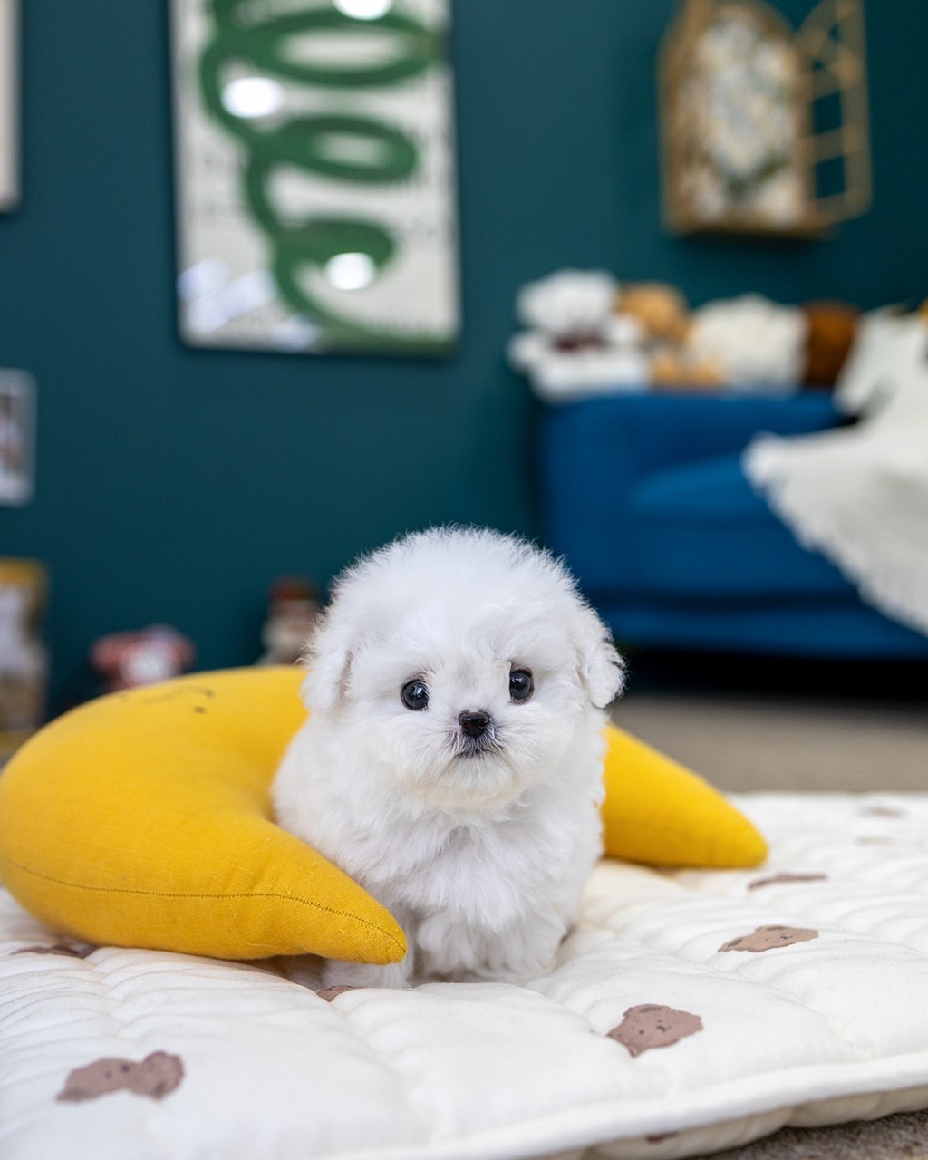 미니비숑분양 멍앤픽 곰무늬 이불 위 노란 달 쿠션 옆에 엎드린 새하얀 미니비숑 아기 남아 정면 얼굴