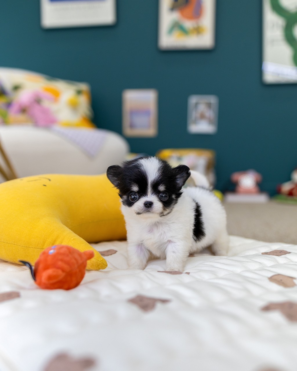 일산 장모치와와 분양 블랙파티 남아 스마일 러그 위에 앉아 있는 귀여운 모습 – 멍앤픽