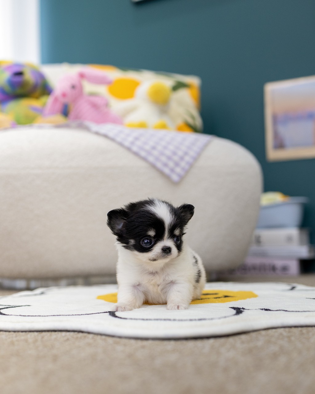 일산 장모치와와 남아 블랙파티 아기강아지 침대 위에서 정면을 바라보는 모습 – 멍앤픽