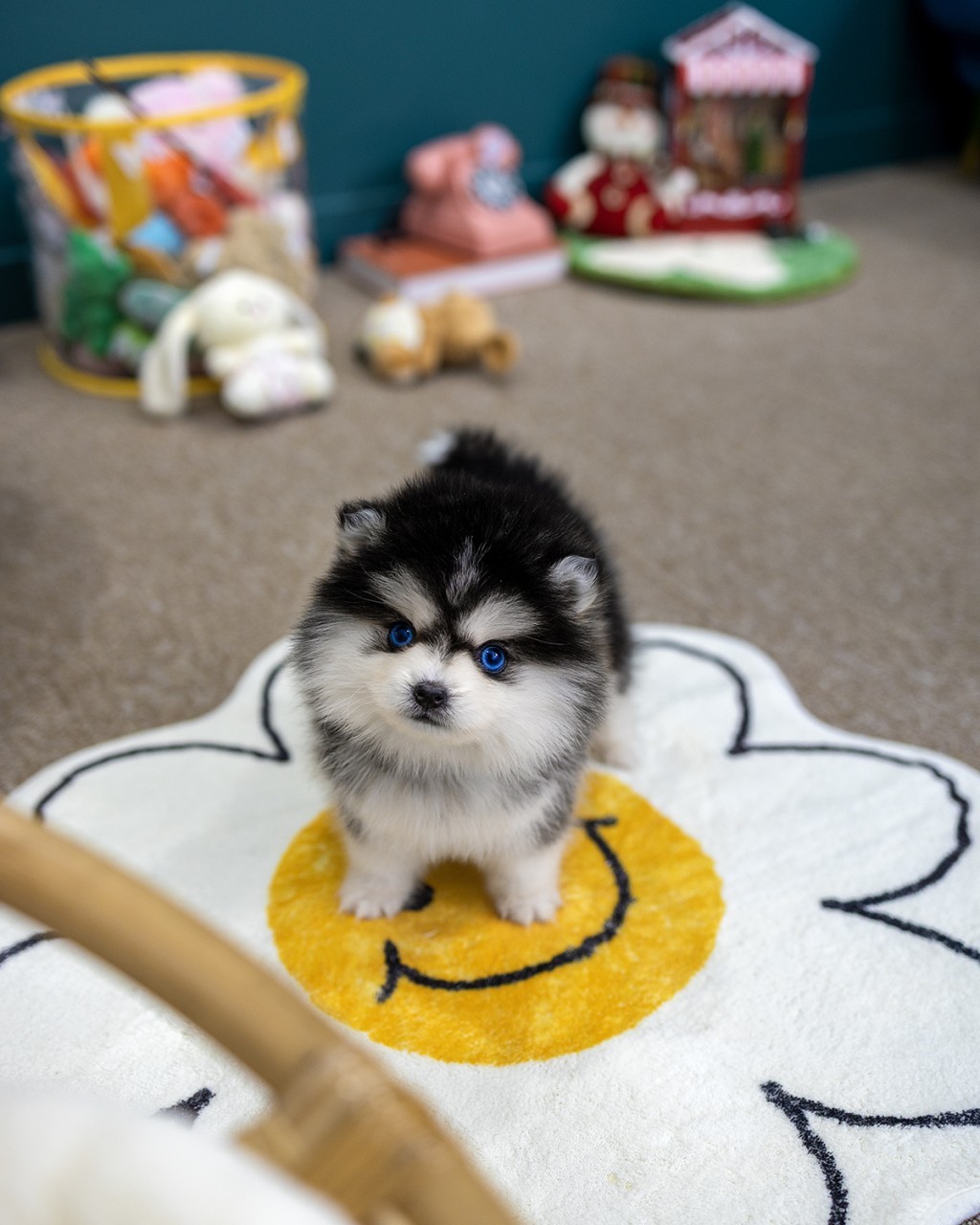 폼스키분양 멍앤픽 스마일 러그 한가운데에 서서 블루 아이로 카메라를 올려다보는 폼스키 여아 아기강아지 전신