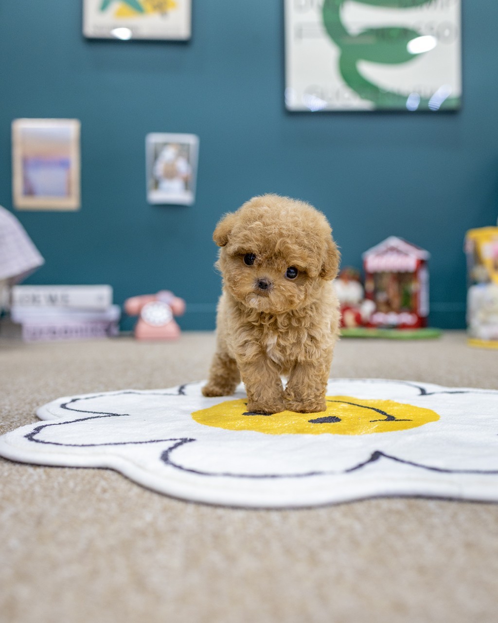 파주말티푸분양 이벤트 40만원 레드 아프리콧 말티푸 남아 꽃 러그 위에 서있는 모습 – 멍앤픽