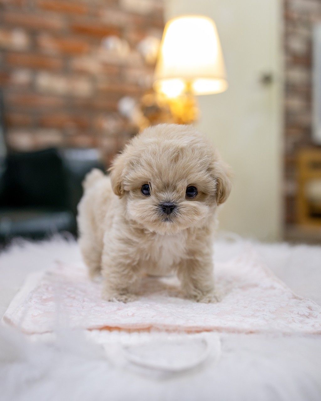 파주강아지분양 벽돌벽 인테리어 배경에서 레이스 천 위에 서있는 크림 말티푸 여아 아기강아지 전신 모습