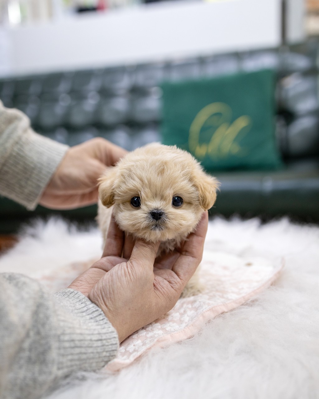 파주말티푸분양 멍앤픽 크림색 초소형 말티푸 여아 아기강아지를 한 손에 올려 정면을 바라보는 모습