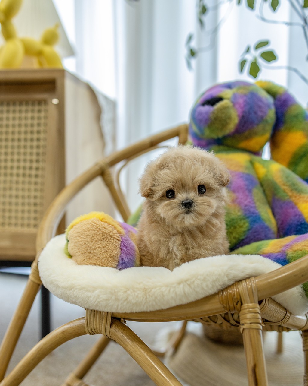 마포말티푸분양 멍앤픽 청록색 벽 액자 배경 패턴 러그 위에 서있는 애프리코트 말티푸 여아 아기강아지 전신