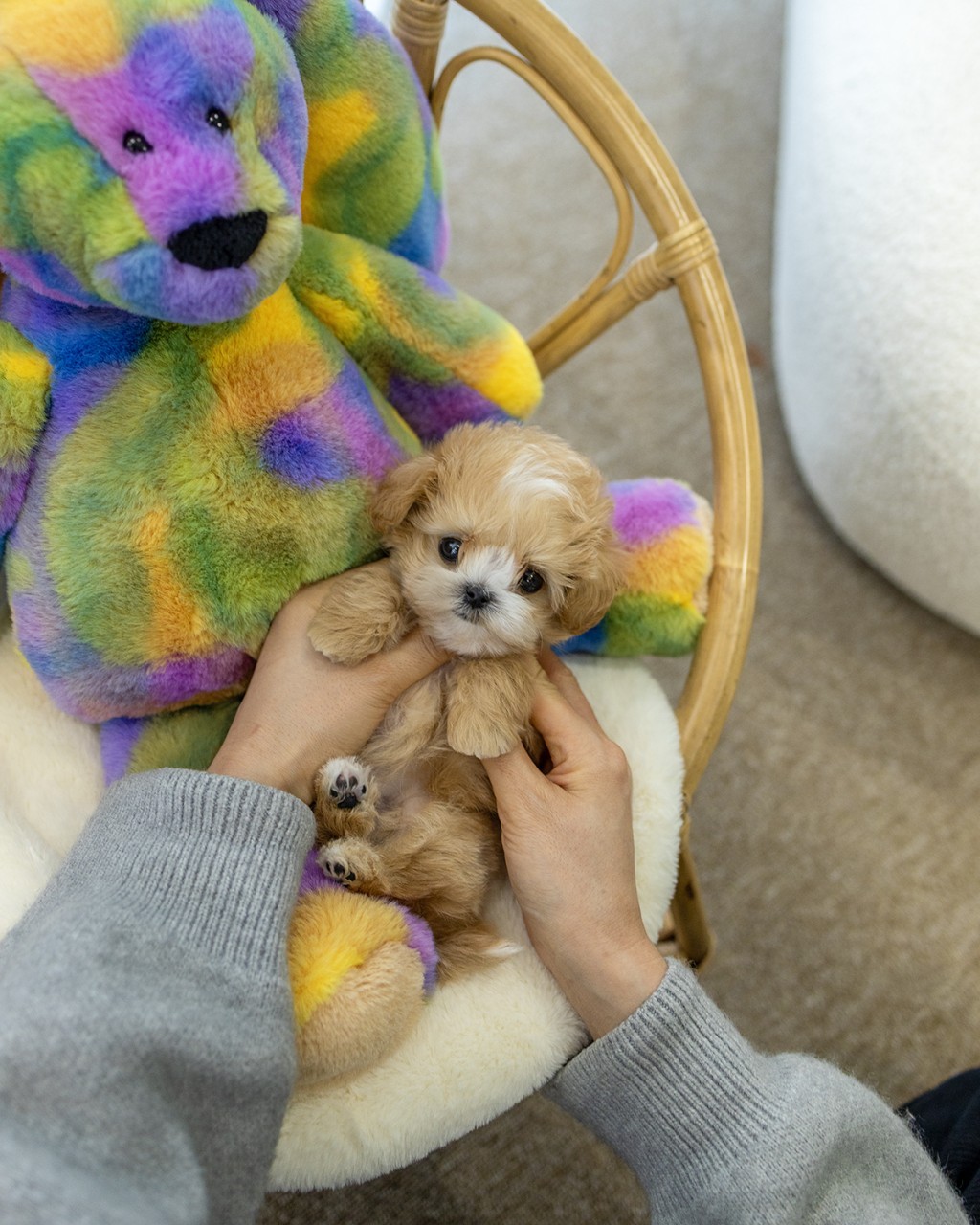 일산파티말티푸분양 멍앤픽 라탄 의자 위 무지개 곰인형 옆에 앉은 애프리코트 파티말티푸 남아 아기강아지