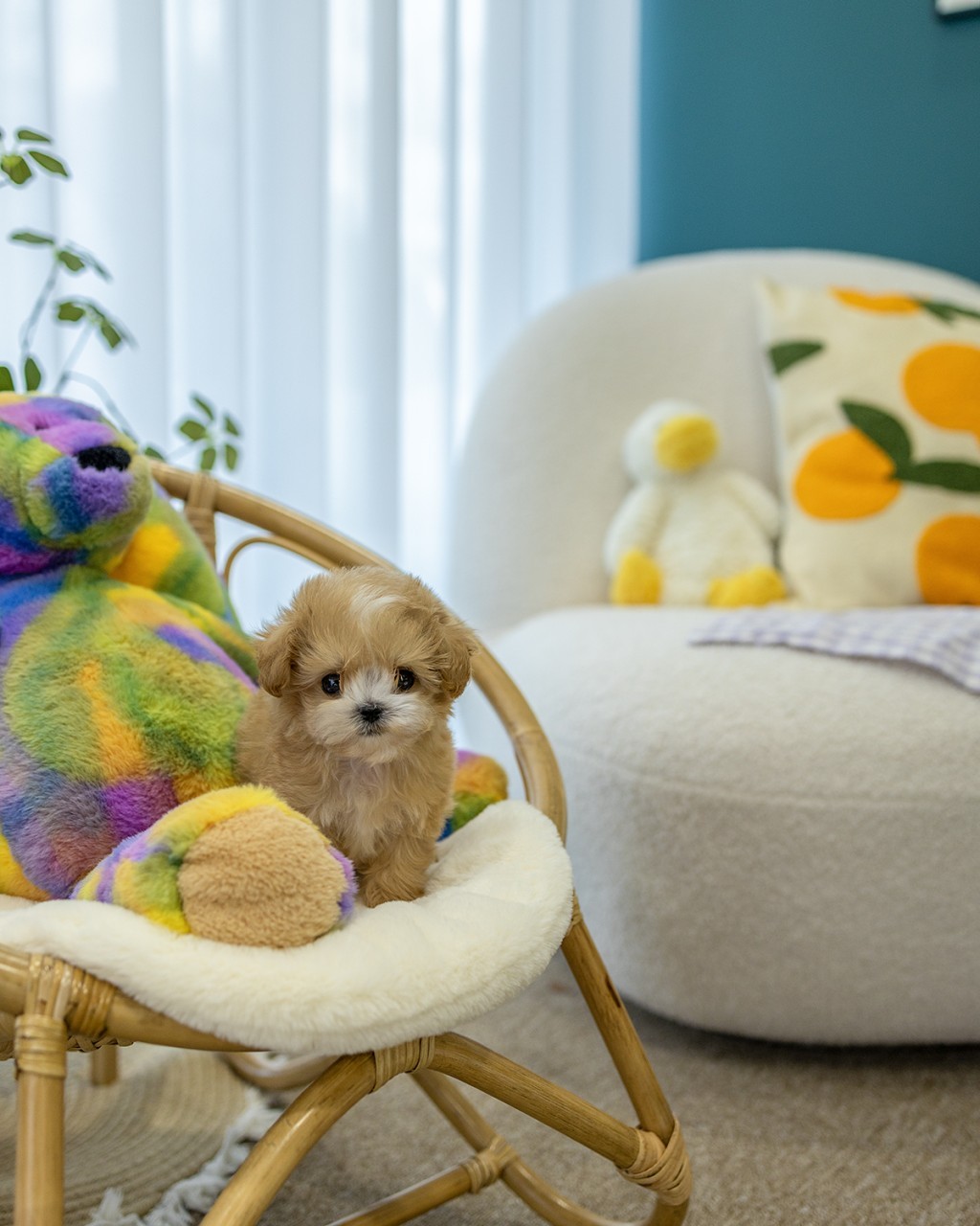 일산강아지분양 멍앤픽 두 손에 안겨 무지개 곰인형과 함께 정면을 바라보는 파티말티푸 남아 아기강아지 클로즈업