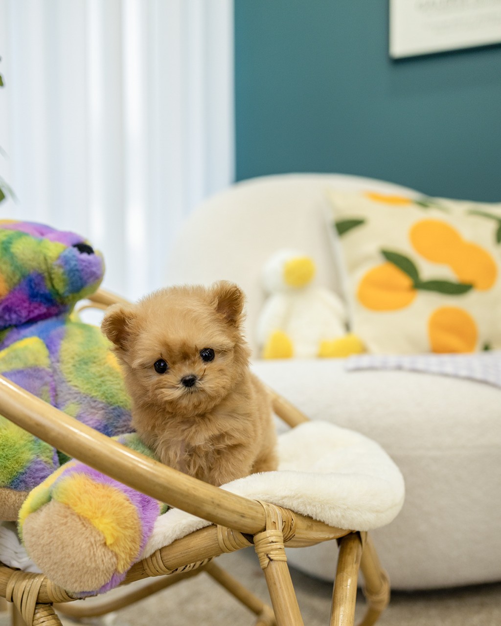 은평구말티푸분양 살구빛 아기곰 여아 공주님 건강 입양 안내 멍앤픽