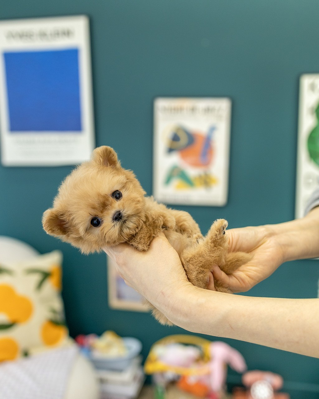 은평구말티푸분양 한 팔에 쏙, 곰귀 실루엣 애프리코트 여아 멍앤픽