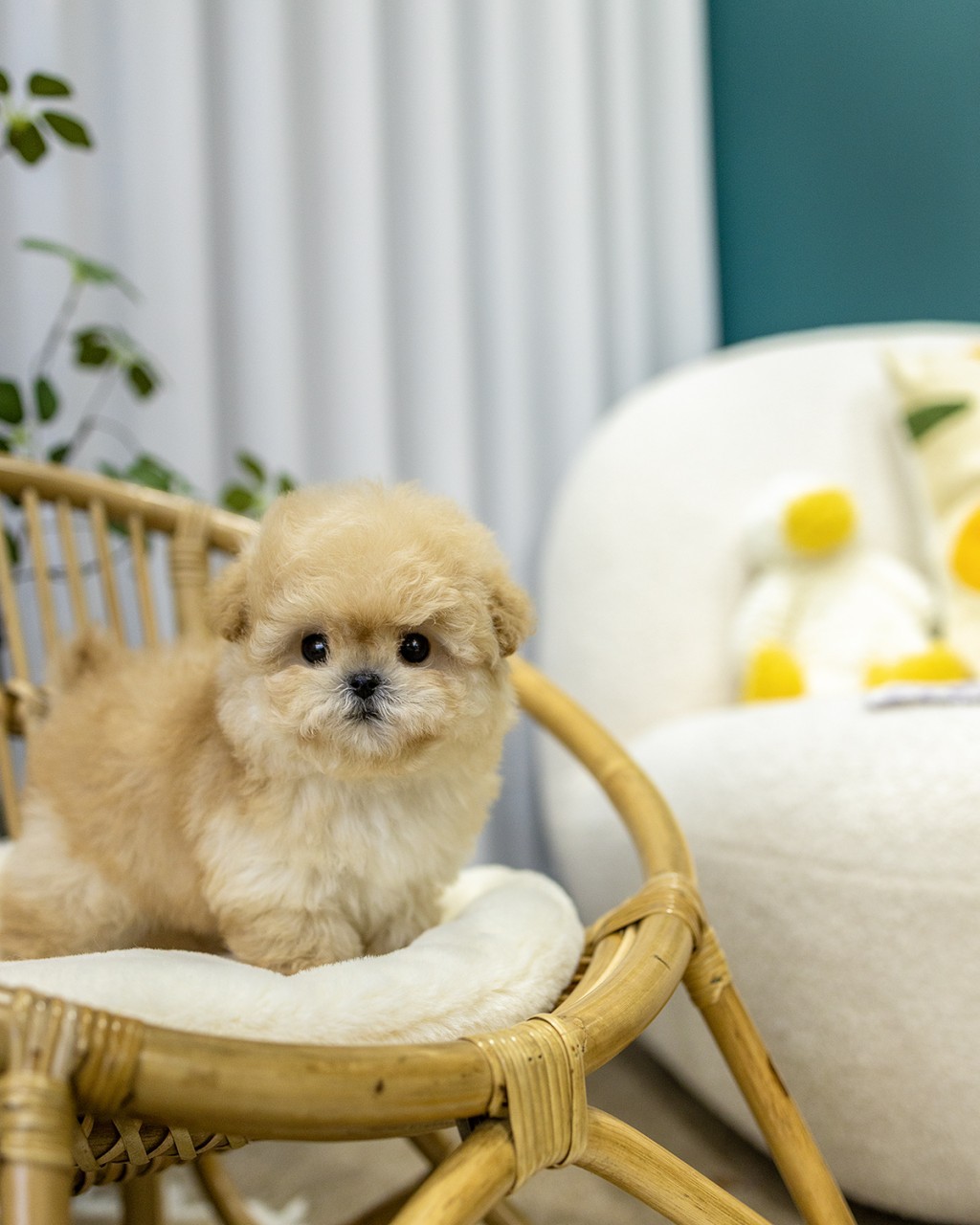 파주말티푸분양 멍앤픽 라탄 의자 위 양털 쿠션에 앉은 애프리코트 곰돌이컷 말티푸 남아 아기강아지
