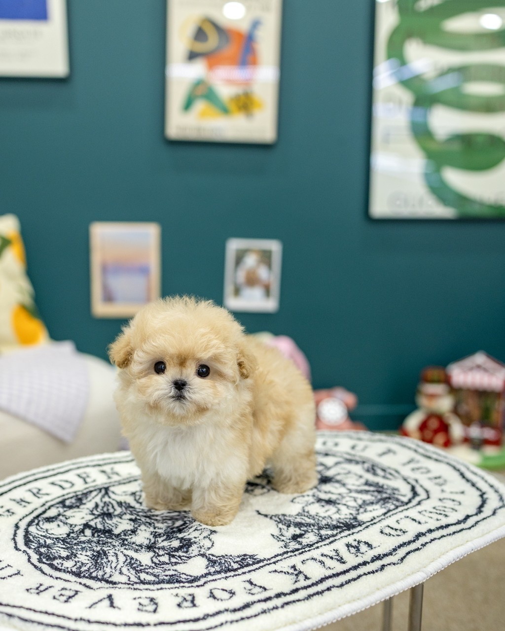 파주강아지분양 멍앤픽 청록색 갤러리벽 아트프린트 배경 엠블럼 러그 위에 서있는 애프리코트 말티푸 남아 아기강아지 전신