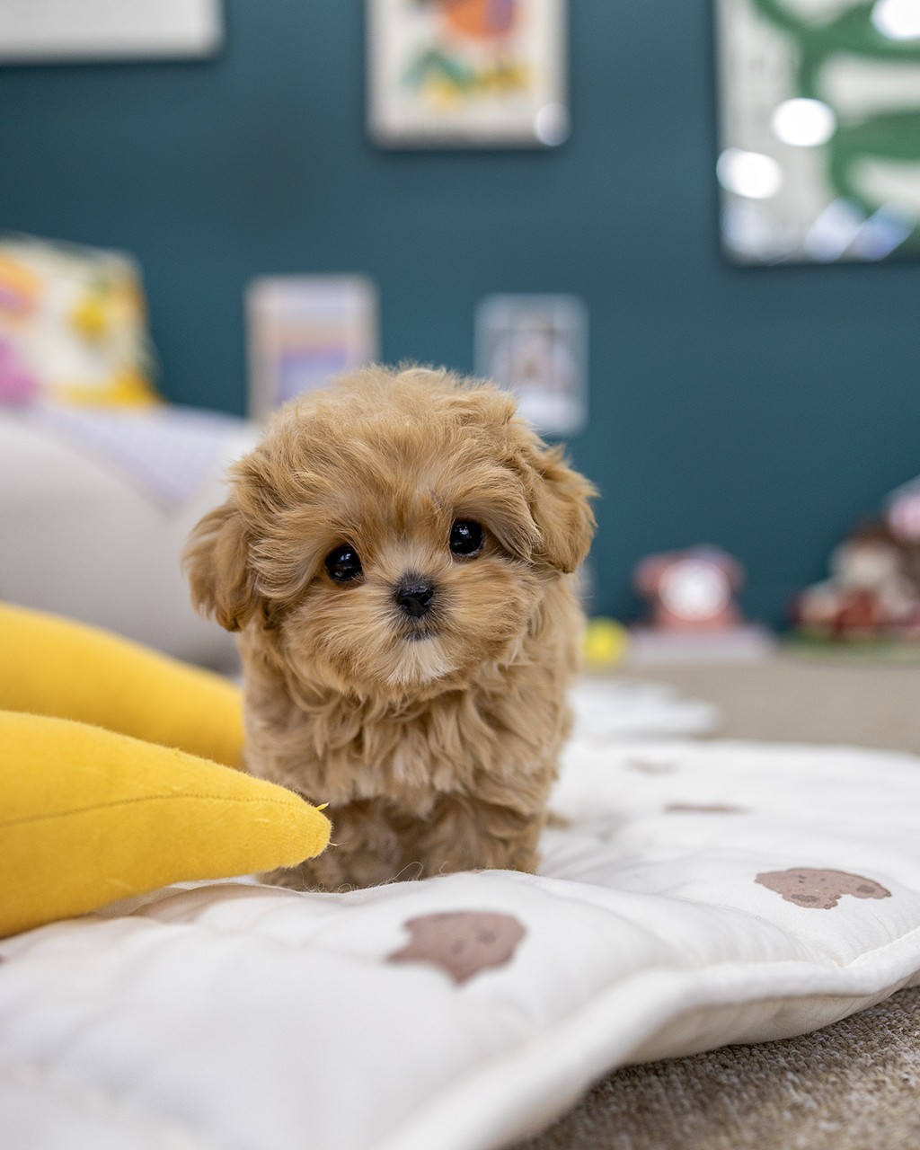말티푸 아기강아지 여아 애프리콧 이불 위에서 정면을 바라보는 모습 멍앤픽