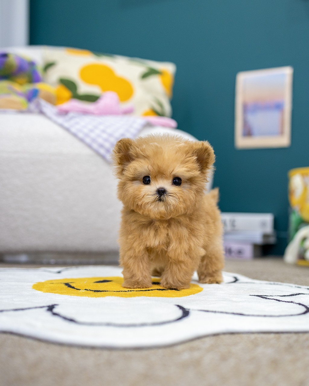 일산강아지분양 멍앤픽 스마일 러그 위에 서 있는 애프리콧 말티푸 아기 여아 정면 전신 모습