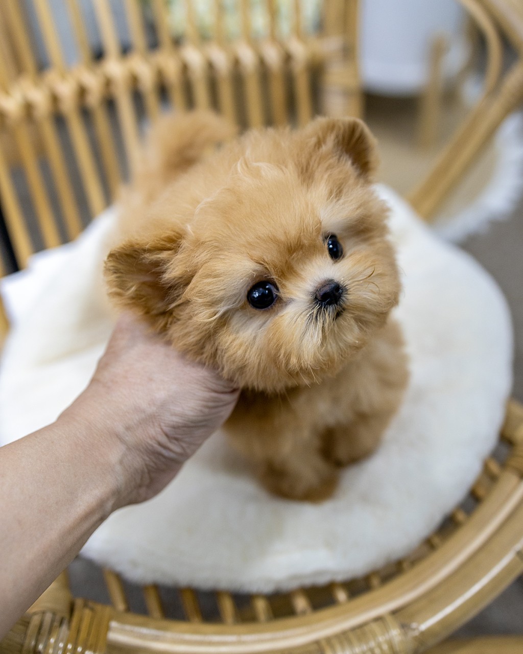 말티푸분양 멍앤픽 라탄 의자 위 하얀 방석에 앉은 애프리콧 말티푸 여아를 손으로 턱 받쳐주는 모습
