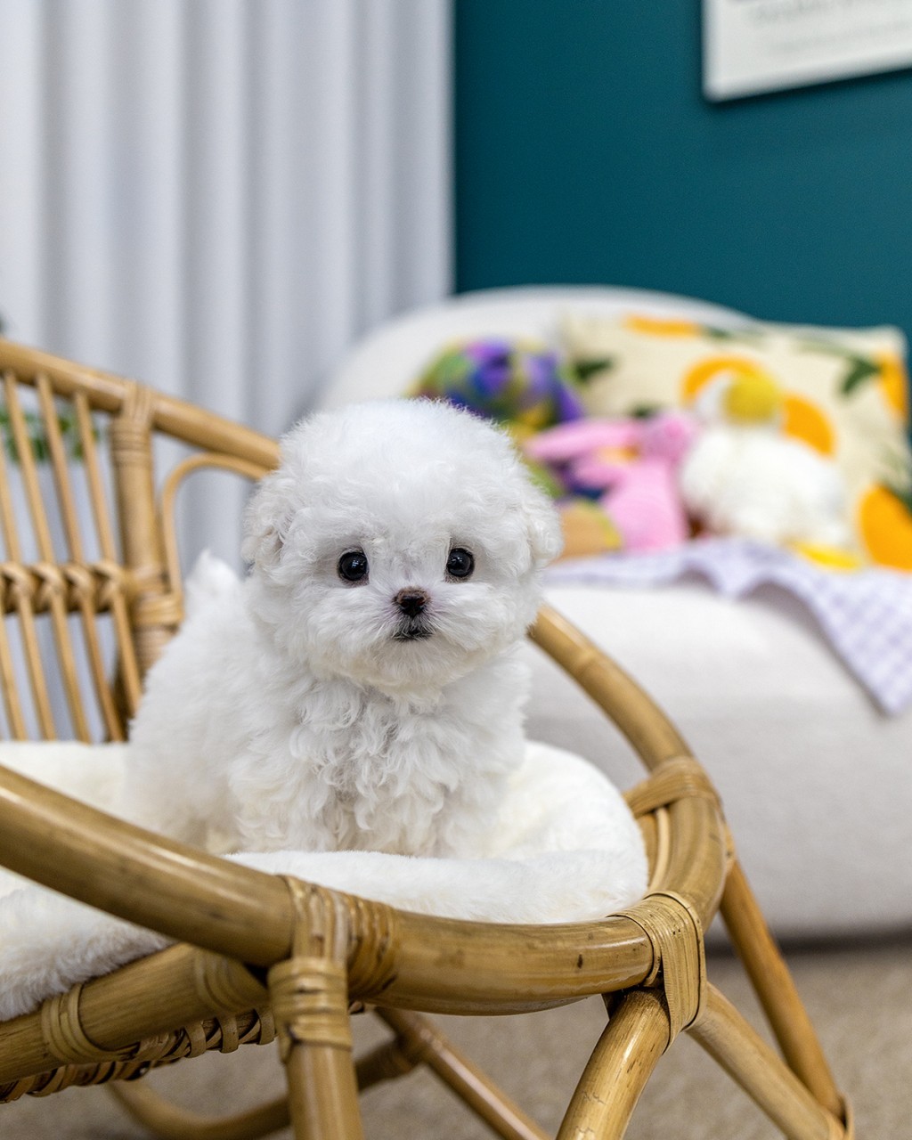 멍앤픽 테디비숑분양 라탄 의자 흰 방석 위에 얌전히 앉아 정면을 응시하는 새하얀 테디비숑 남아 아기강아지