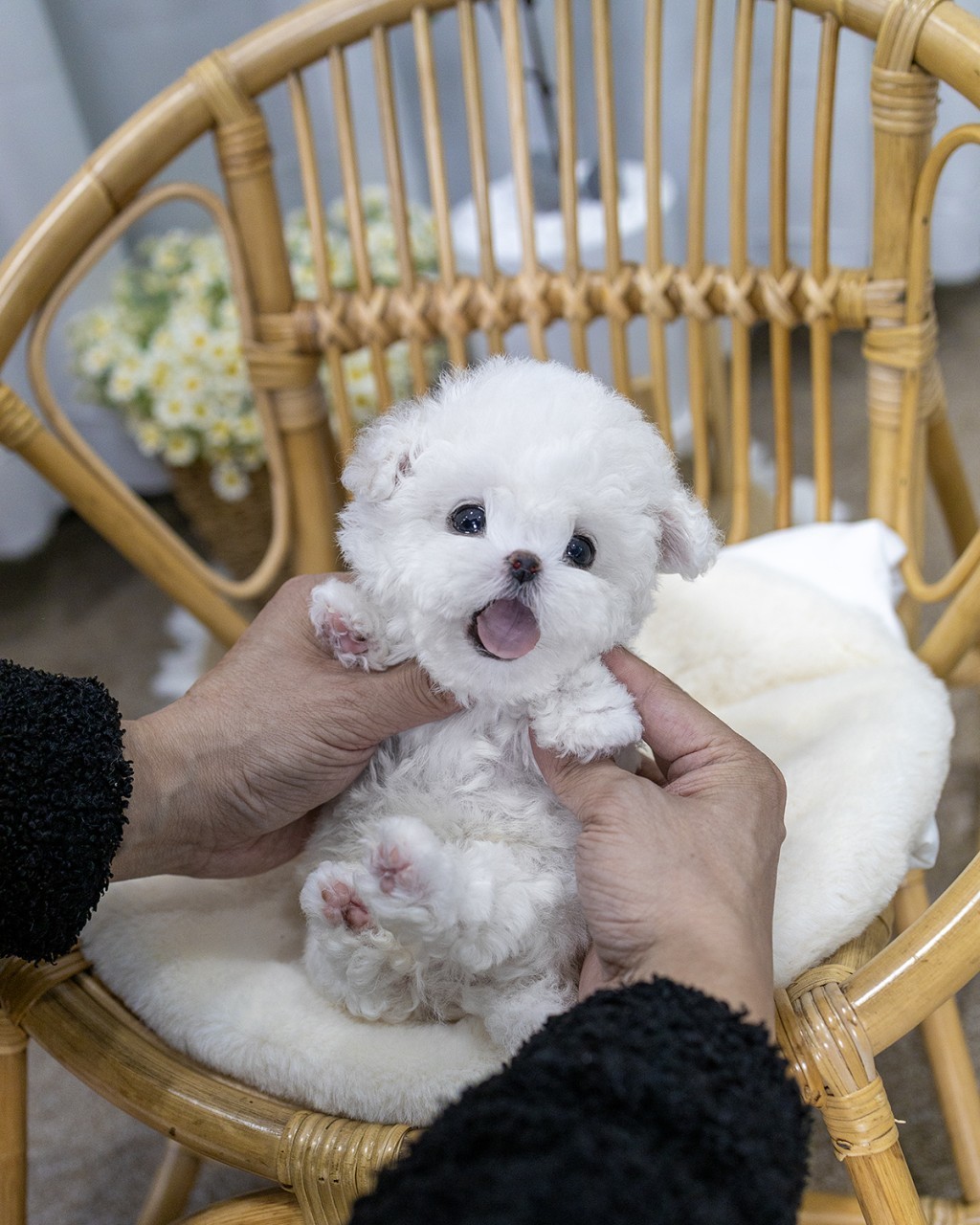 멍앤픽 마포강아지분양 두 손에 들려 입을 활짝 벌리고 카메라를 바라보는 새하얀 테디비숑 남아 아기강아지 정면