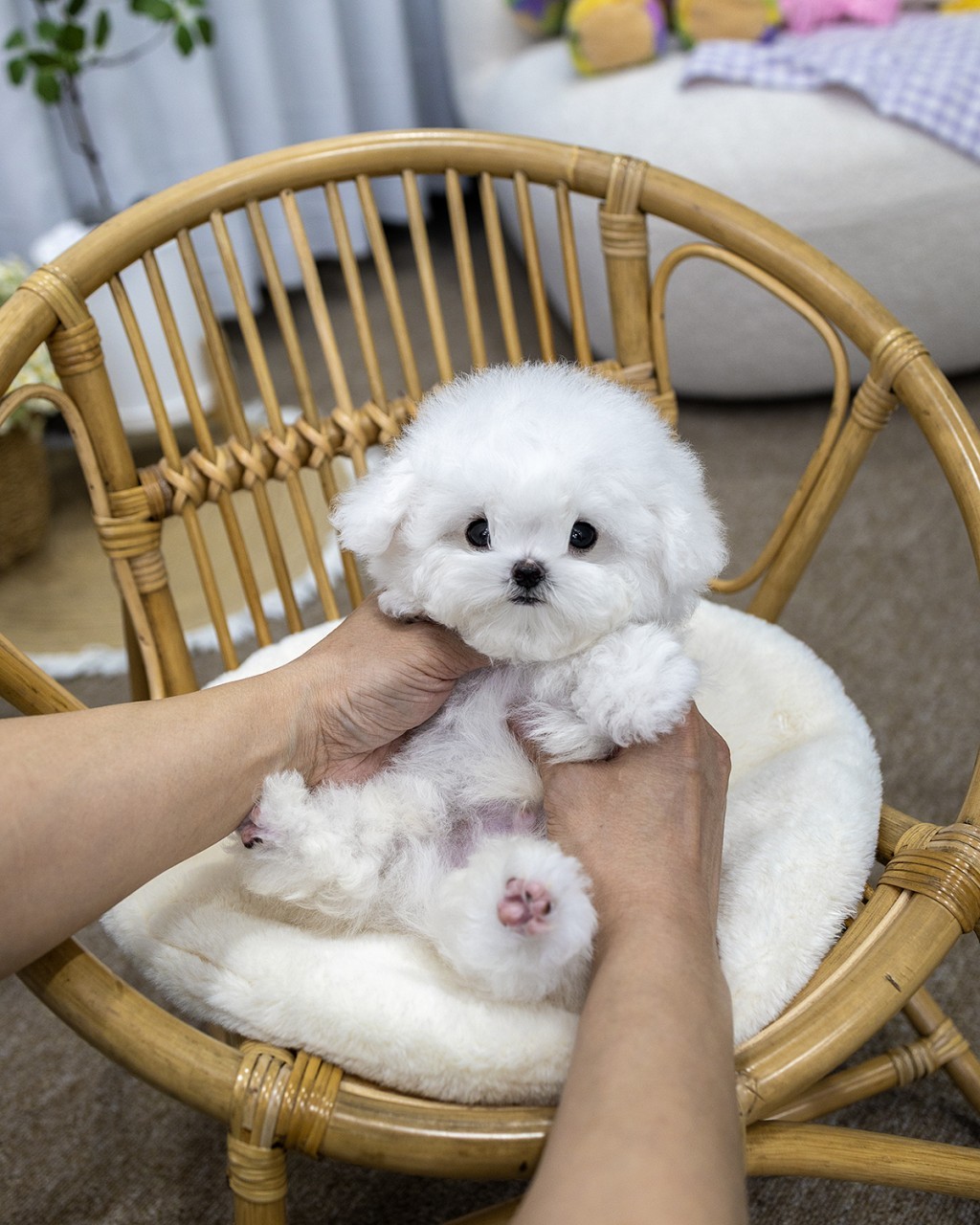 멍앤픽 인천미니비숑분양 라탄 의자 위에서 두 손에 받쳐져 배를 드러내고 정면을 바라보는 새하얀 미니비숑 남아 아기강아지