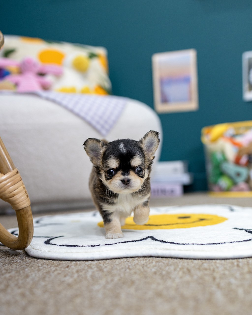 멍앤픽 은평구강아지분양 스마일 러그 위에서 당당하게 걸어오는 블랙탄 장모 치와와 여아 아기강아지 정면