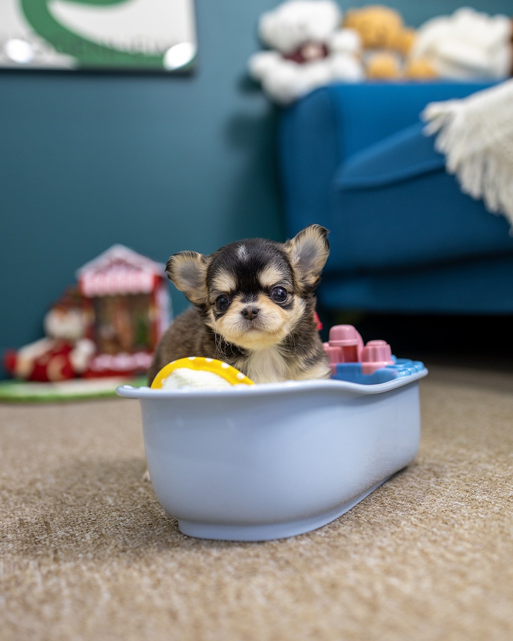 멍앤픽 장모치와와분양 하늘색 미니 욕조 안에 앉아 정면을 바라보는 블랙탄 장모 치와와 여아 아기강아지