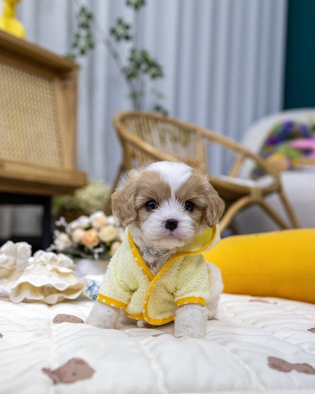 은평구강아지분양 멍앤픽 블루 깅엄체크 옷 입은 카바숑분양 2개월 남아 아기강아지 사람 손 위에 앉아 정면 응시