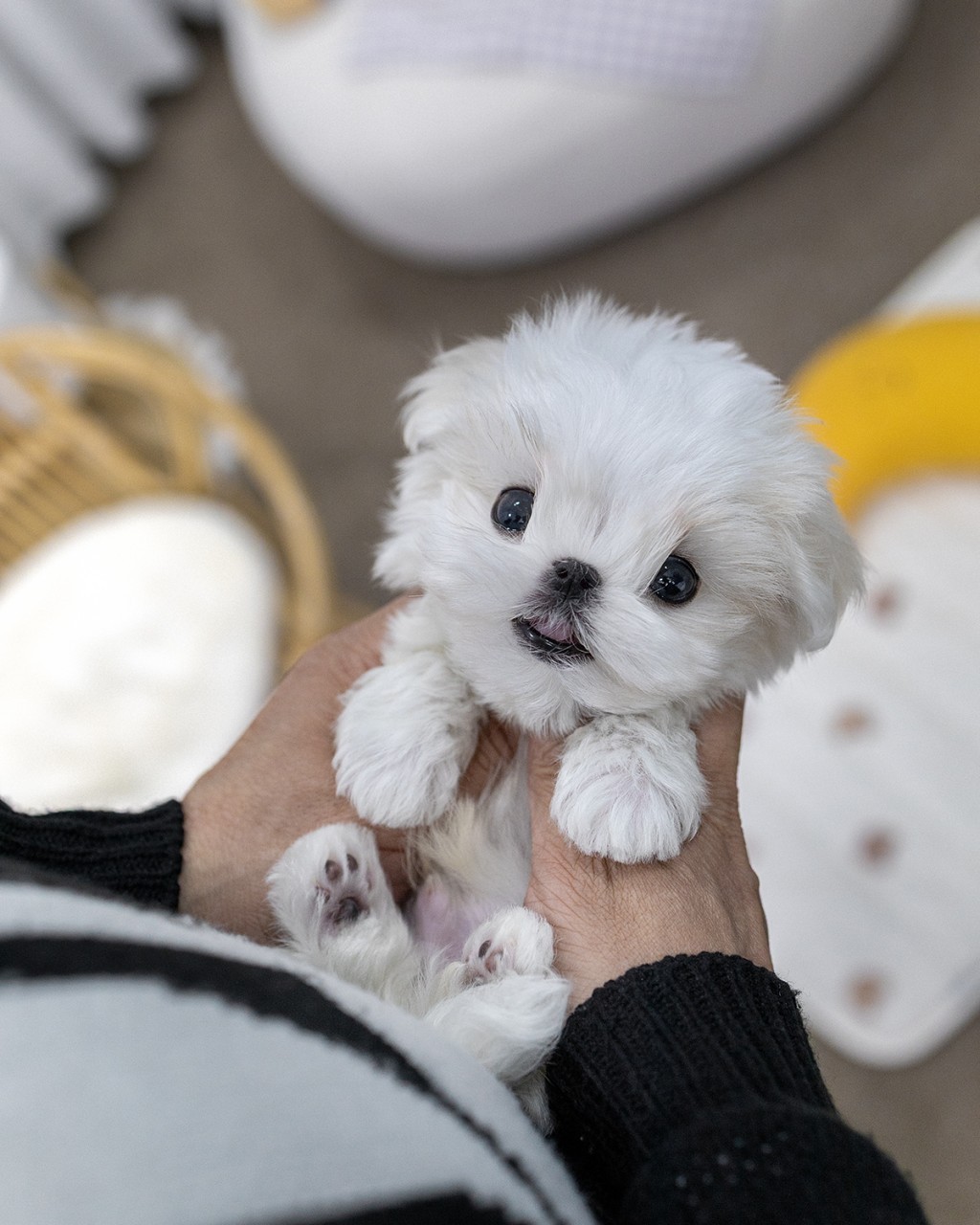 파주애견분양 멍앤픽 라탄 바구니 노란 빈백 사이에서 손 위에 올라앉아 혀끝 살짝 내밀고 분홍 젤리 발바닥 드러낸 새하얀 말티즈 남아 2개월 왕자님 전신
