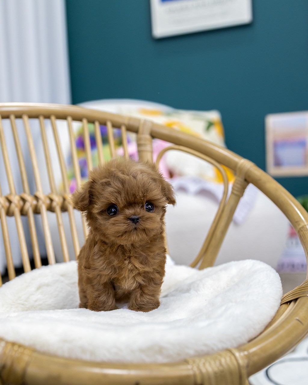멍앤픽 레드말티푸분양 라탄 의자 흰 방석 위에 앉아 정면을 응시하는 레드 말티푸 여아 아기강아지