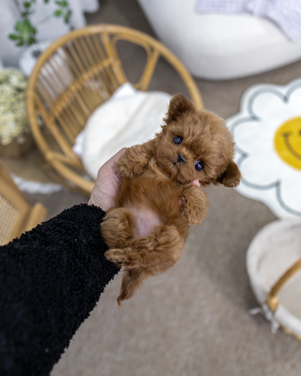 멍앤픽 인천강아지분양 한 손 위에 들려 카메라를 바라보는 레드 말티푸 여아 아기강아지 부감 전신