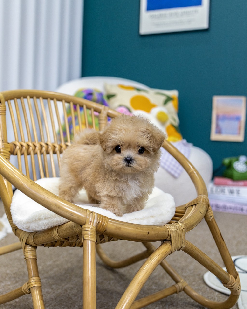 일산애견분양 멍앤픽 라탄 바구니 의자 흰 털 방석 위에 네 발로 서서 고개 살짝 기울여 카메라 응시하는 크림 베이지 말티푸 남아 2개월 도련님 전신 갤러리룸