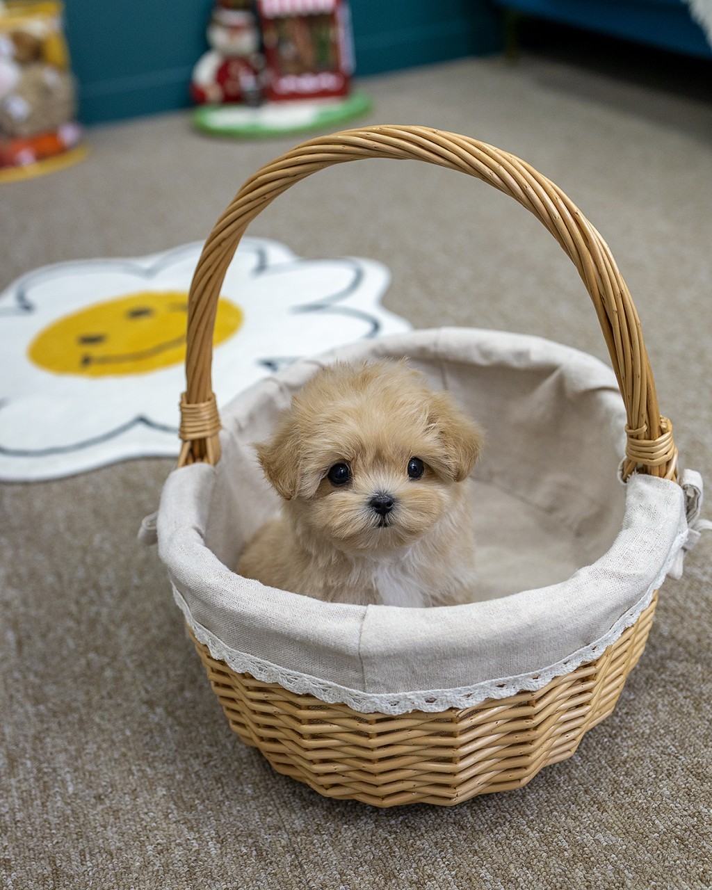 멍앤픽 인천말티푸분양 레이스 안감 피크닉 바구니 안에서 고개를 내밀고 정면을 바라보는 아프리콧 크림 말티푸 여아 아기강아지