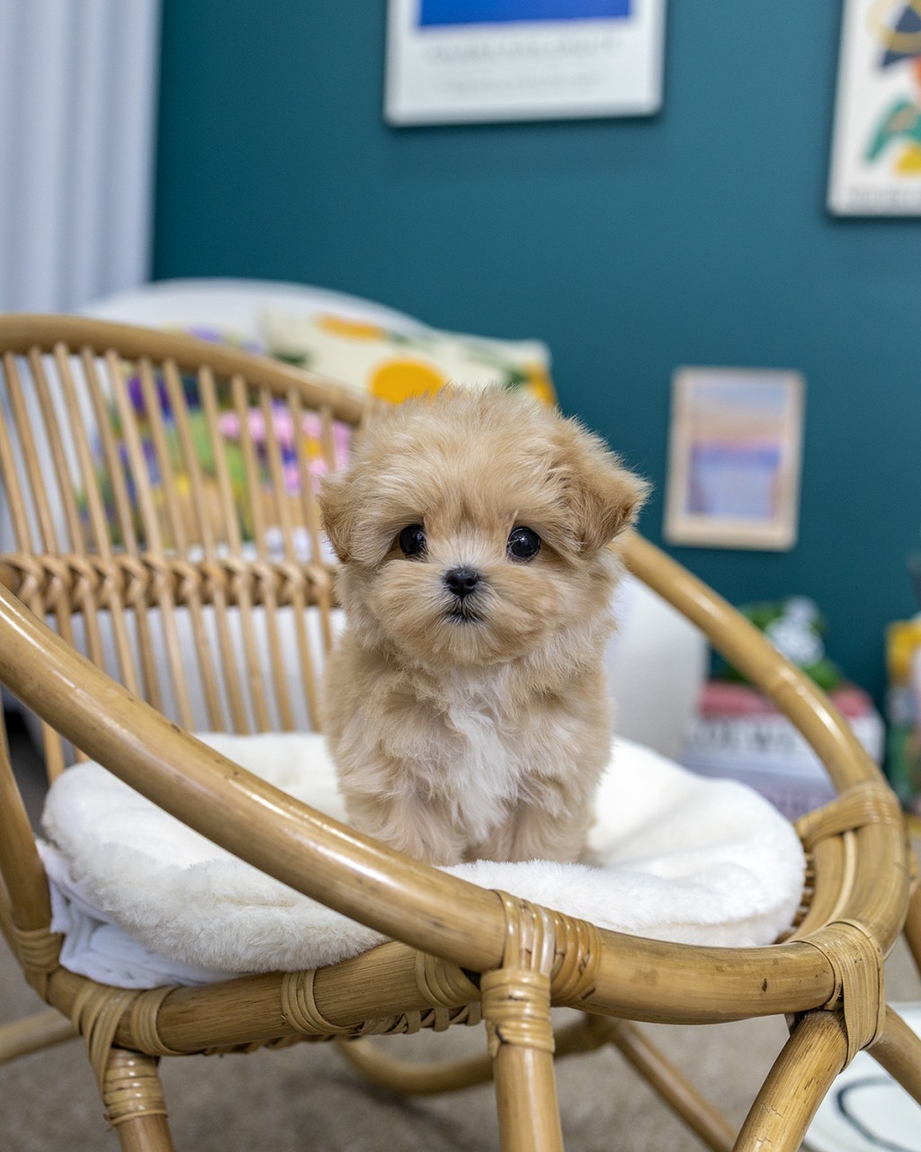 일산애견분양 멍앤픽 라탄 의자 흰 털 방석 위에 두 앞발 모으고 얌전히 앉아 정면 바라보는 크림 말티푸 남아 2개월 아기강아지 티얼 블루 벽 액자 배경