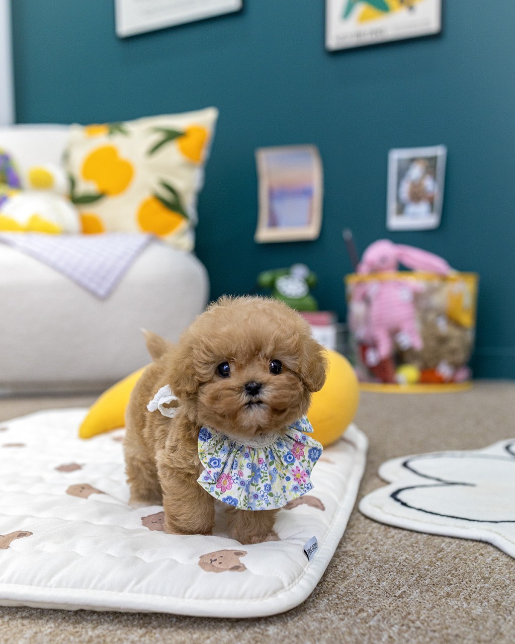 파주강아지분양 멍앤픽 파란 꽃무늬 프릴 케이프 두르고 곰돌이 매트 위에 네 발로 당당히 서 있는 애프리콧 말티푸 남아 2개월 도련님 전신 갤러리룸