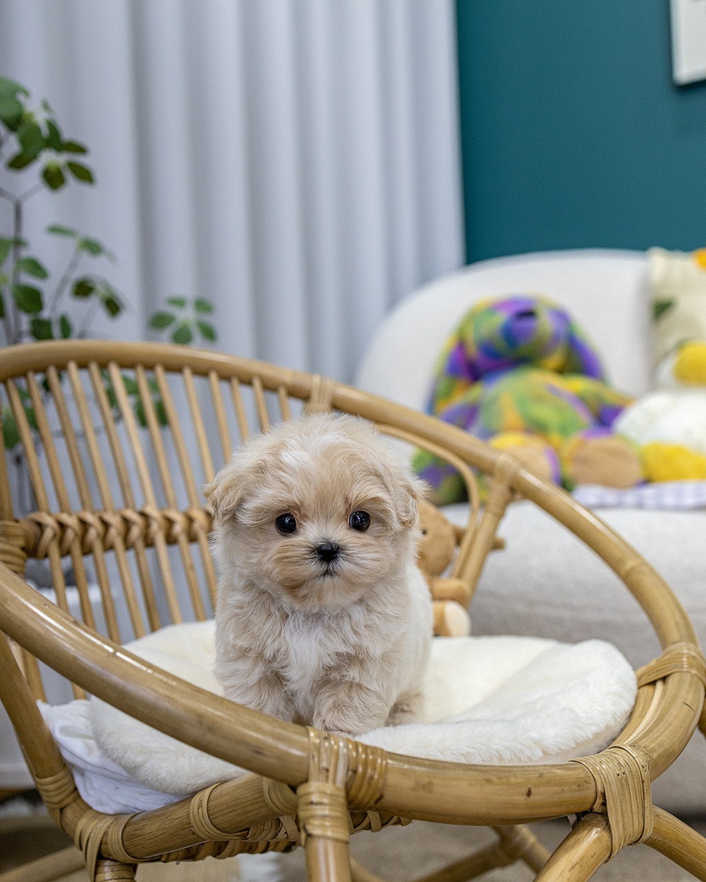 고양시강아지분양 멍앤픽 라탄 바구니 의자 흰 털 방석 위에 네 발 모으고 앉아 정면 응시하는 크림 베이지 말티푸 남아 2개월 왕자님 아기강아지 전신 몬스테라 식물 배경