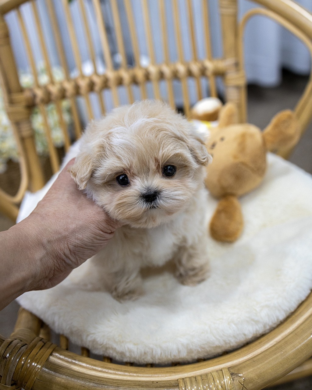 고양시강아지분양 멍앤픽 라탄 의자 흰 방석 위에서 뒷머리 받쳐주는 손길 아래 갈색 오리 봉제 인형 옆에 앉은 크림 말티푸 남아 왕자님 아기강아지 얼굴 클로즈업