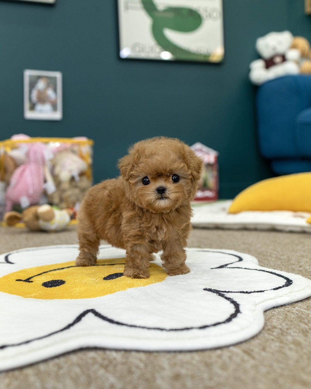 은평구강아지분양 멍앤픽 노란 스마일 꽃잎 모양 러그 위에 네 발로 또박또박 서서 카메라 응시하는 복슬복슬 레드 브라운 말티푸 여아 2개월 공주님 아기강아지 전신 놀이방 배경