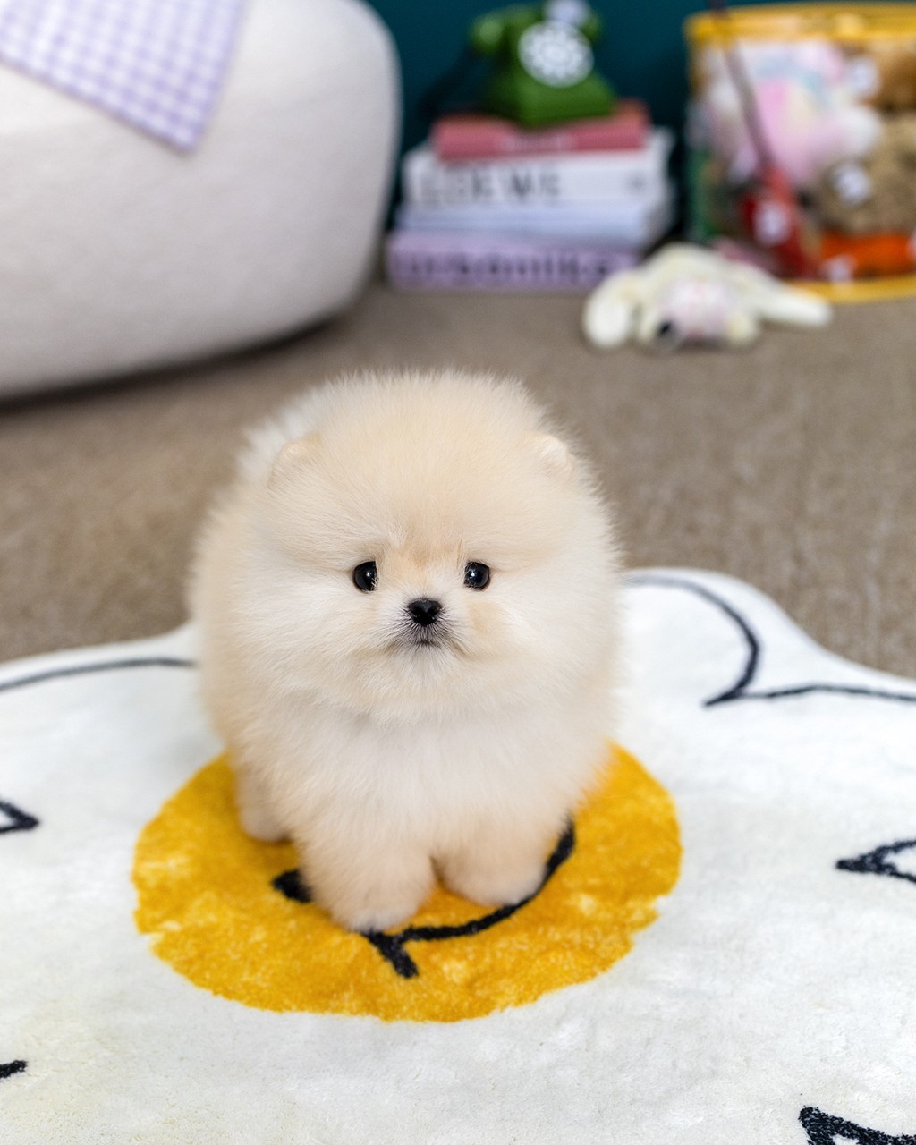 일산포메라니안분양 멍앤픽 데이지 스마일 러그 위에서 입 벌리고 웃는 크림 포메라니안 아기 남아 전신 모습