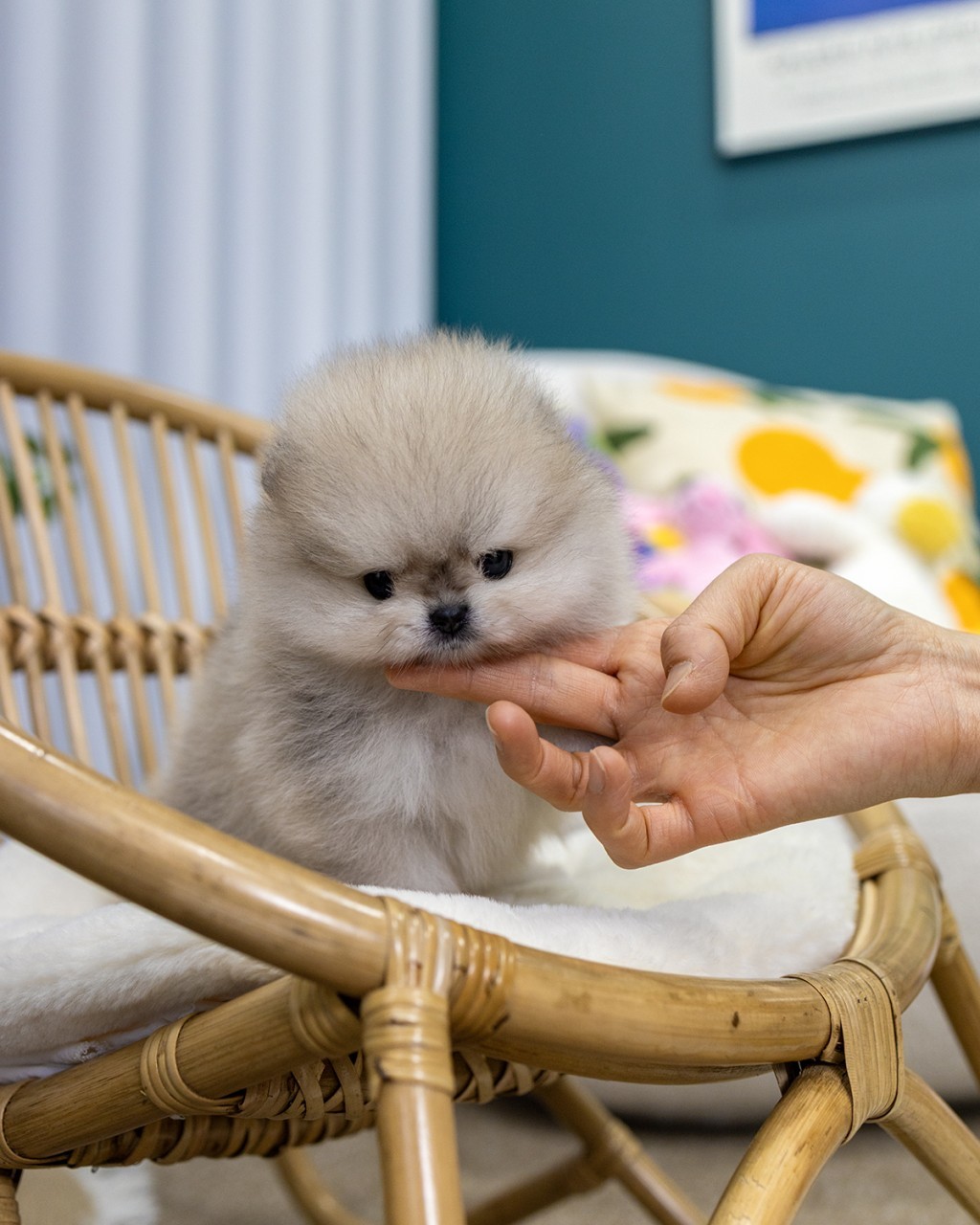 파주포메라니안분양 멍앤픽 라탄 의자 위에서 사람 손에 턱을 맡기고 있는 세이블포메라니안 아기 여아 클로즈업