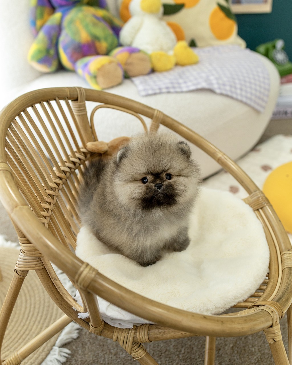 세이블포메라니안분양 멍앤픽 라탄 바구니 의자 흰 털 방석 위에 엎드려 정면 응시하는 곰상 세이블 포메라니안 남아 아기강아지 구름 같은 볼륨감 털