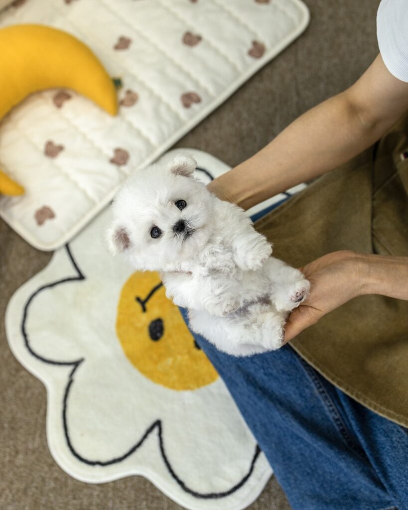 김포강아지분양 멍앤픽 2개월 미니비숑 여아가 스마일 꽃 러그 위에서 두 손에 안겨 배를 보이는 순백 솜뭉치 모습
