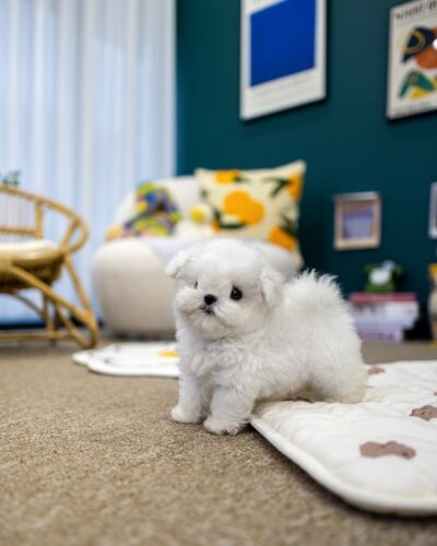 일산강아지분양 초소형 미니비숑 여아가 갤러리룸 곰돌이 매트 위에서 풍성하게 말린 꼬리 옆태를 보이며 카메라를 돌아보는 모습 썸네일