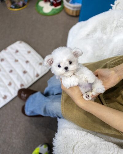 일산강아지분양 2개월 순백 미니비숑 여아가 사람 두 손 위에 안겨 분홍 발바닥 젤리를 내밀고 정면을 올려다보는 탑뷰