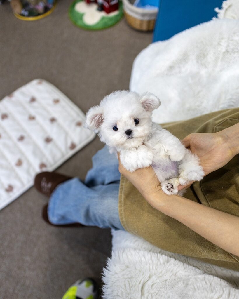 일산강아지분양 2개월 순백 미니비숑 여아가 사람 두 손 위에 안겨 분홍 발바닥 젤리를 내밀고 정면을 올려다보는 탑뷰