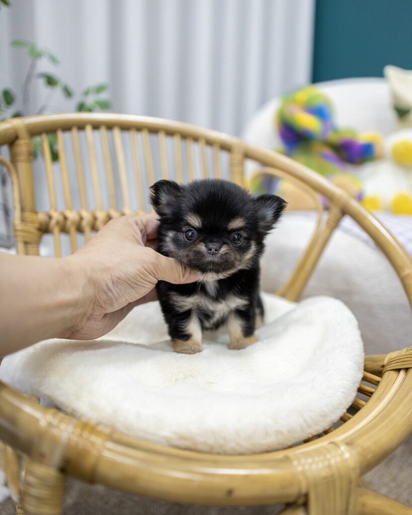 일산장모치와와분양 라탄 의자 흰 방석 위에서 사람 손에 지지받아 선 블랙탄 장모 치와와 여아 초소형 티컵 강아지