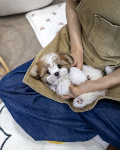 꼬똥믹스분양 보호자 무릎 담요 위에 배 보이며 안겨 핑크젤리 발 드러낸 허니골드 화이트 꼬똥 믹스 2개월 남아 애교