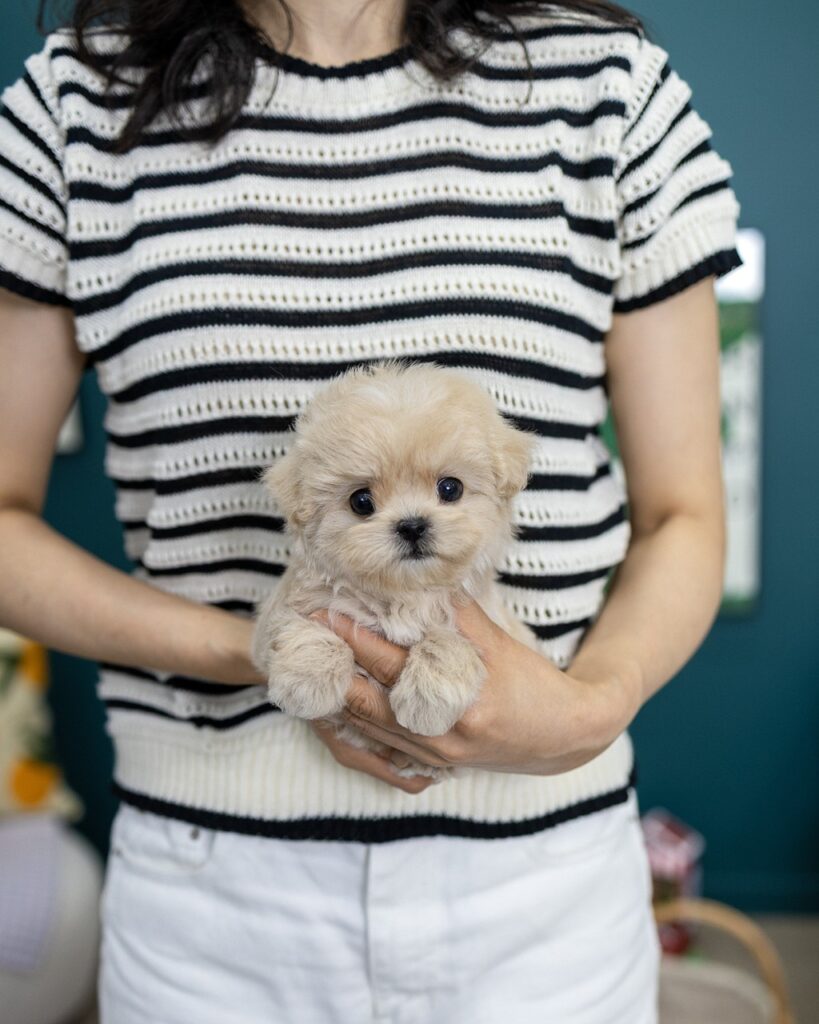 스트라이프 니트 품에 폭 안겨 앞발을 걸친 초소형 크림 말티푸 여아 솜인형 공주님 - 강서구강아지분양 멍앤픽