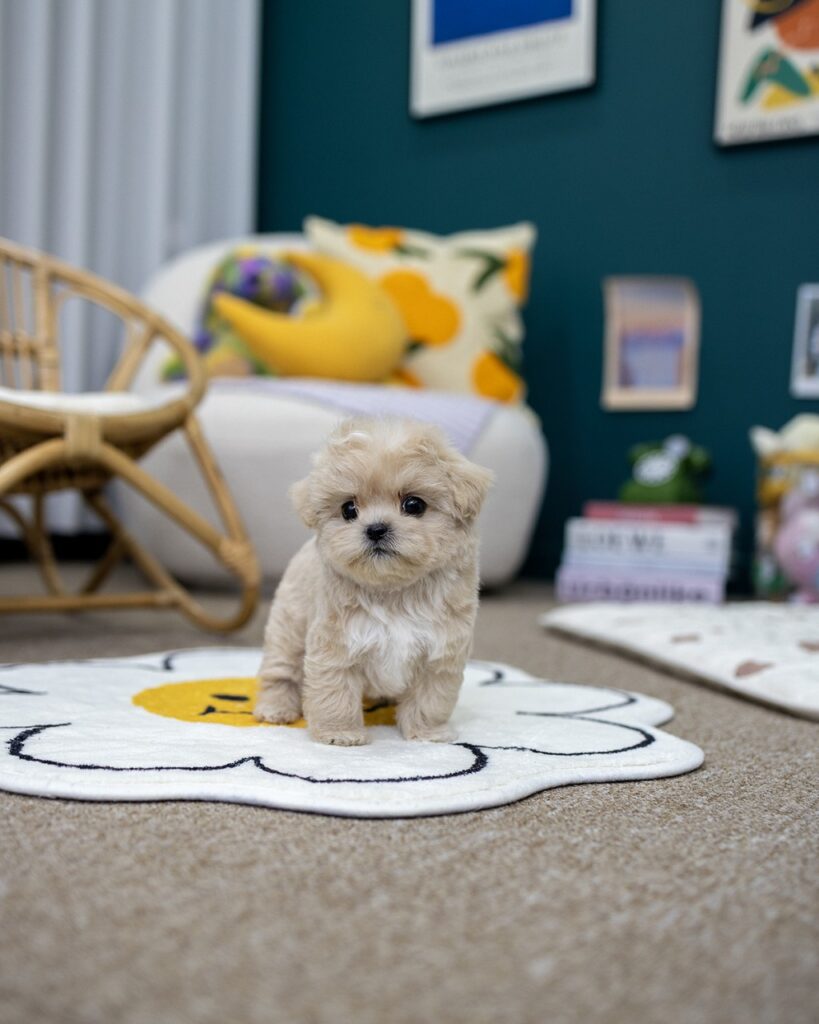 김포강아지분양 건강검진을 마친 멍앤픽 말티푸 아기 강아지