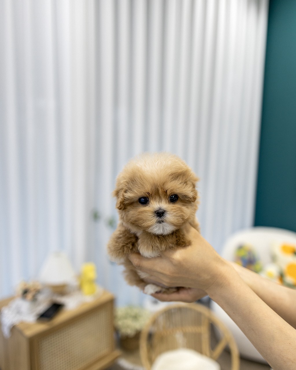 일산강아지분양 방문 예약 후 만나는 크림 말티푸 남아 - 멍앤픽 매장