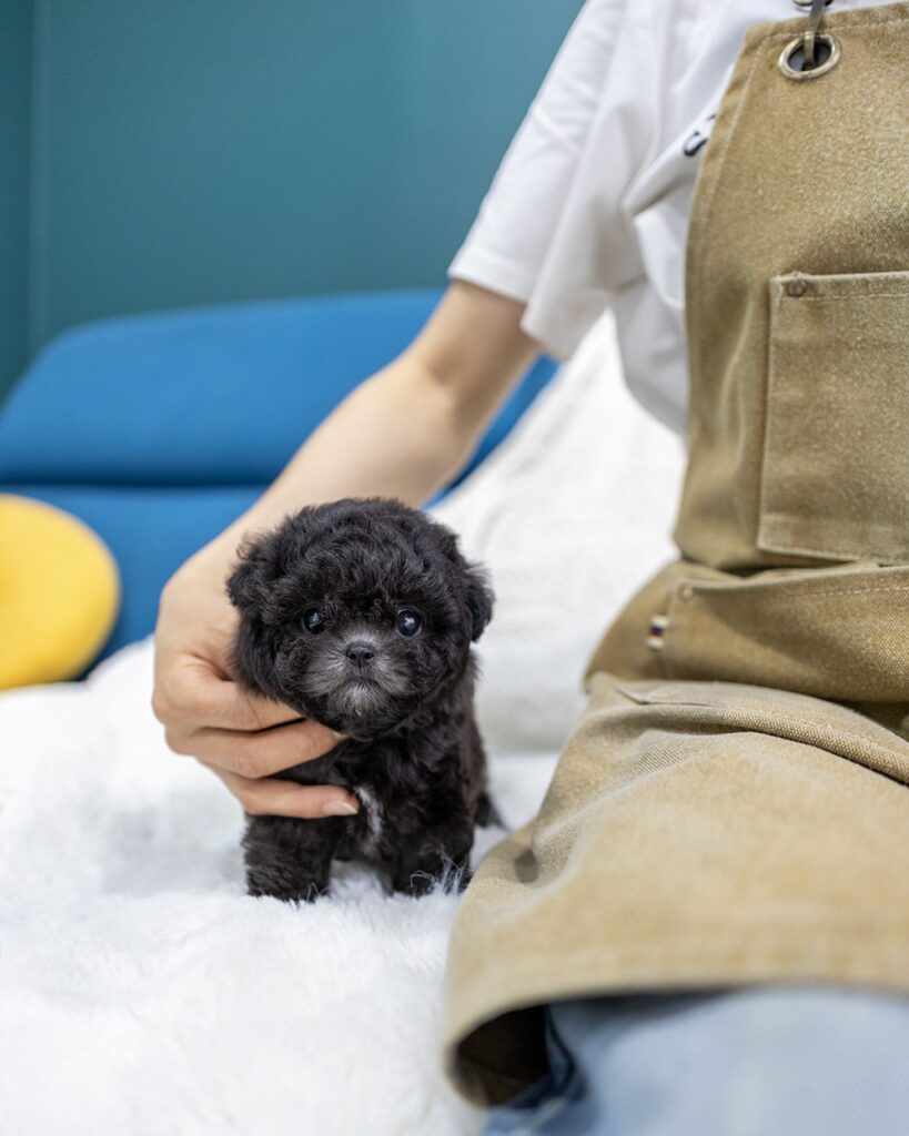 실버말티푸분양 2개월 차콜 실버 말티푸 여아가 하얀 극세사 담요 위에서 관리사 손끝에 몸을 기댄 채 정면을 바라보는 초소형 은빛 곱슬 공주님