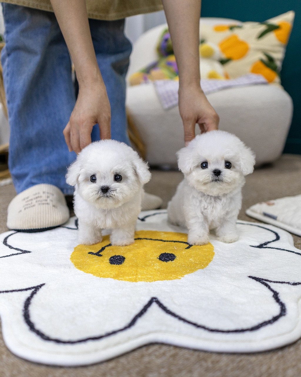 일산미니비숑분양 순백 미니비숑 여아가 같은 날 촬영한 비숑 아기와 꽃 러그 위에 나란히 서서 카메라를 보는 모습