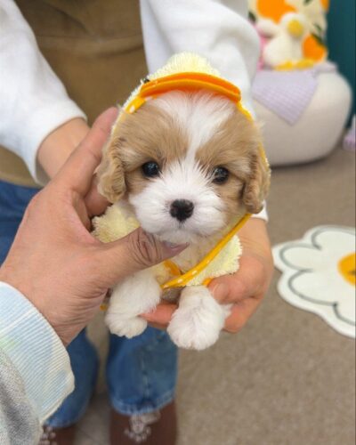 카바숑 남아가 주황 챙이 달린 노란 수건 모자를 쓰고 사람 손에 안겨 하얀 앞발을 내민 채 정면을 보는 모습